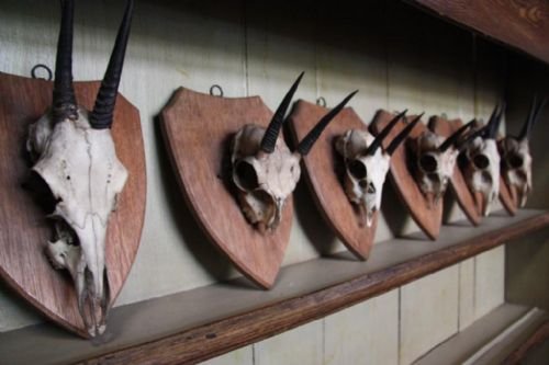 Set of Six Antique Antlers on Shields