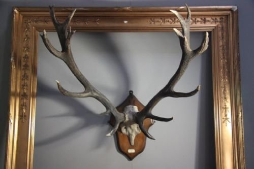 Massive Set of Mounted Antique Red Deer Antlers.