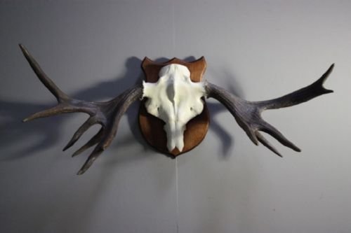 Unusual Set of Mounted Antique Deer Antlers.