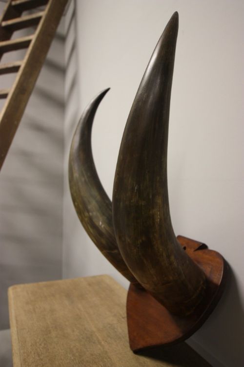 Massive Pair of Antique Bull Horns