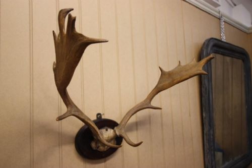 Set of Large Antique Fallow Deer Antlers.