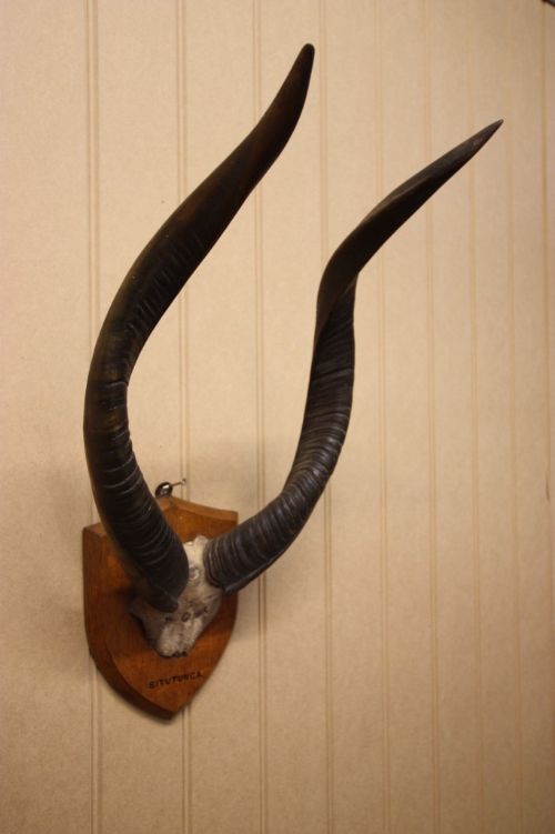 Set of 19th Century Antique Situtunga Horns