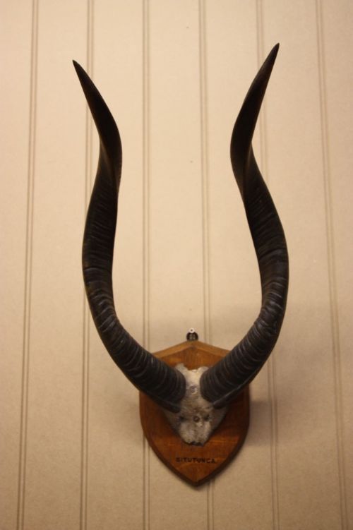 fig 1. Set Of 19th Century Antique Situtunga Horns