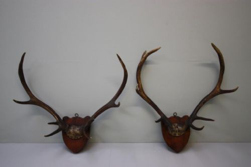 Pair of Antique Scottish Red Deer Antlers