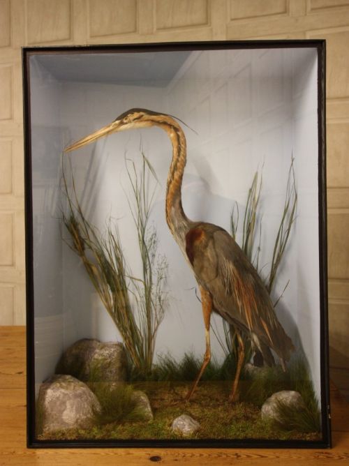 19th Century Antique Taxidermy 'Purple Heron'.