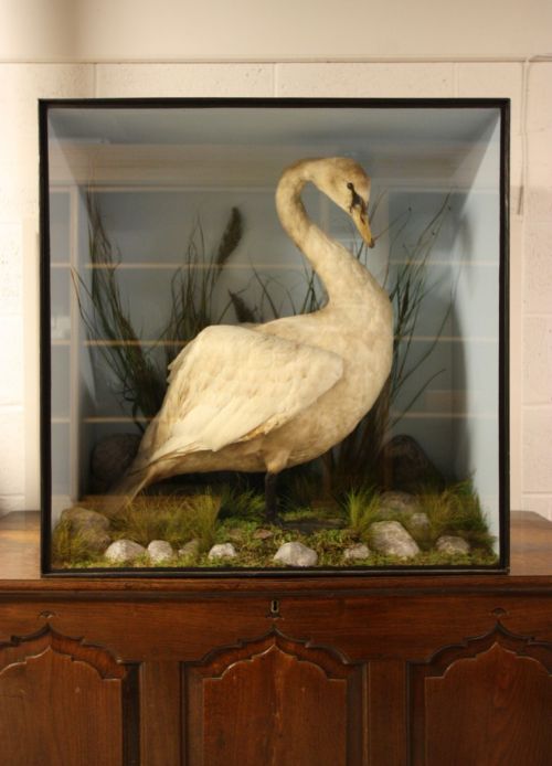 Cased 19th Century Antique Taxidermy Swan