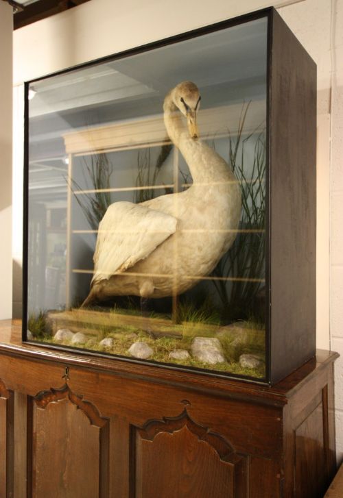 fig 1. Cased 19th Century Antique Taxidermy Swan