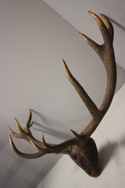 Large Antique Red Deer Antlers on Carved Head
