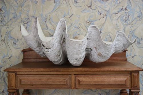 Massive Old Giant Clam Shell.