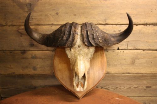 Massive 19th Century Antique Cape Buffalo Skull