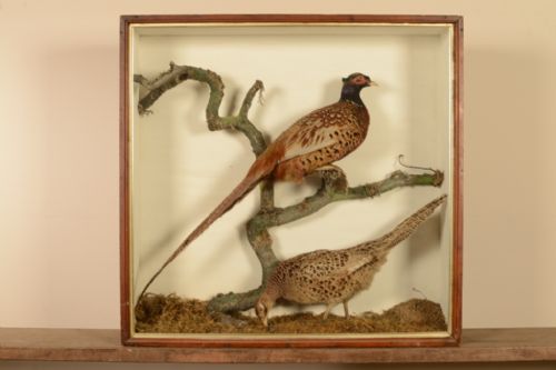 English Antique Cased Taxidermy Pair of Pheasants