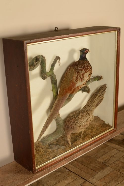 fig 1. English Antique Cased Taxidermy Pair of Pheasants
