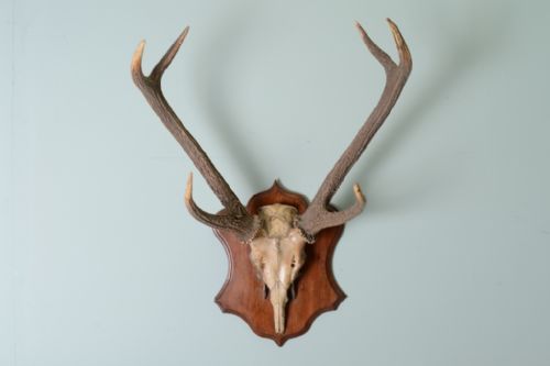 Impressive Set of Antique Sambar Deer Antlers