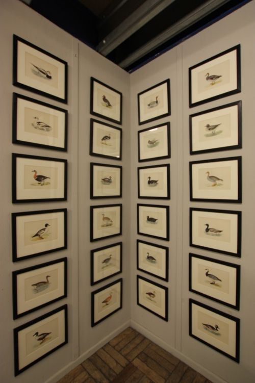 fig 1. Wonderful Antique Duck & Geese Prints. 20 Available.