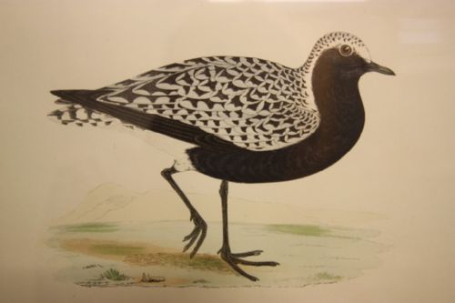 fig 2. Superb Antique Wading Bird Prints. 22 Available.