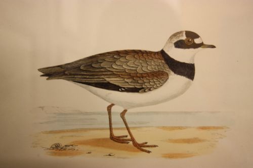 fig 3. Superb Antique Wading Bird Prints. 22 Available.