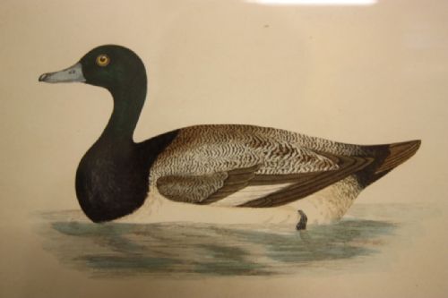 Wonderful Antique Duck & Geese Prints. 20 Available.
