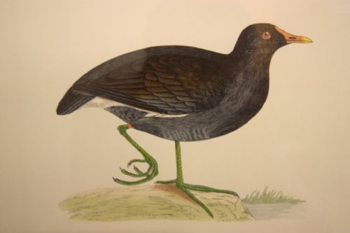 Superb Antique Wading Bird Prints. 22 Available.