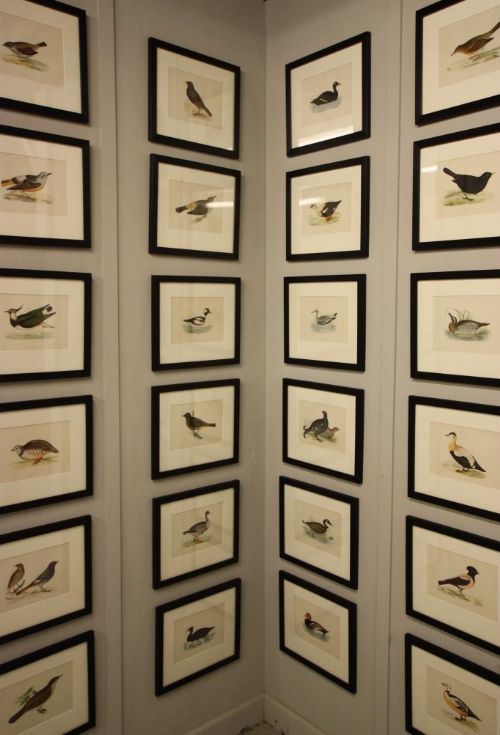 27 English Antique 19th Century Framed Bird Prints