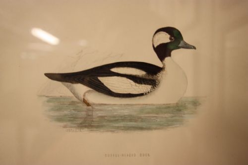 fig 2. 27 English Antique 19th Century Framed Bird Prints