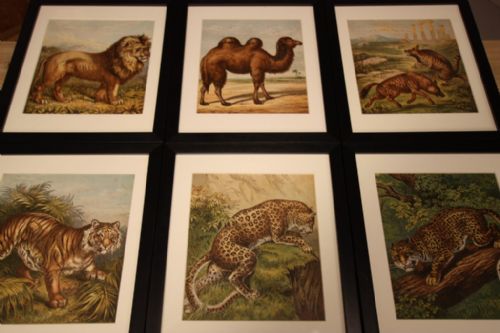 Set of Eight Antique Zoological Animal Prints.