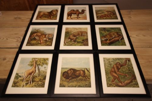 fig 1. Set of Eight Antique Zoological Animal Prints.