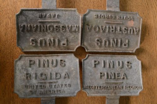 Collection of Four Antique Pine Tree Specimen Labels