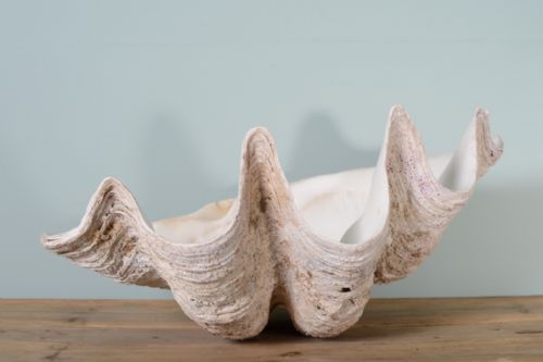 Fabulous Giant Antique Clam Shell.