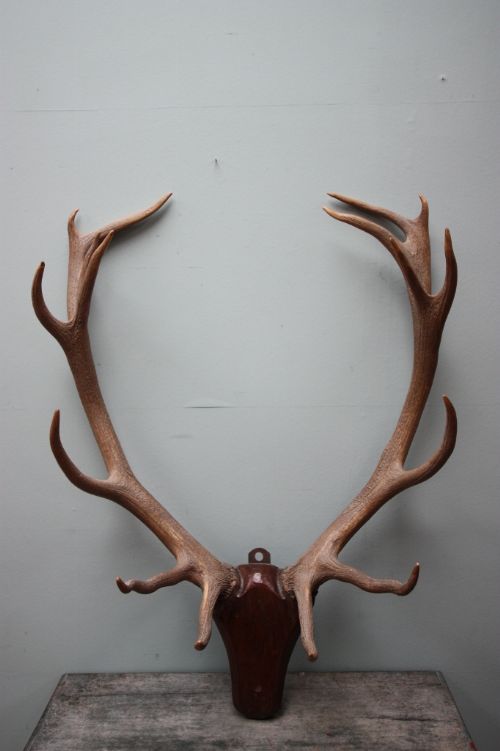 Massive Set of 19th Century Antique Royal Antlers