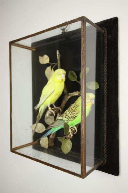 19th Century Antique Cased Pair of Budgerigar.