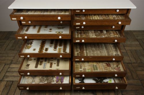 Amazing Collection of 19th Century Antique Butterflies.