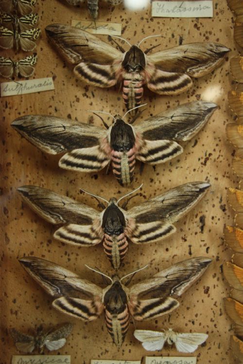 fig 1. Amazing Collection of 19th Century Antique Butterflies.