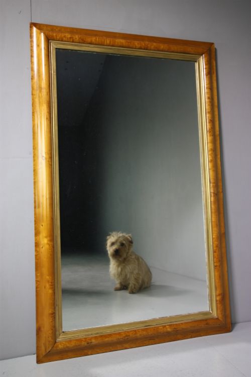 Large 19th Century Antique Burr Maple Mirror.