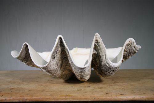 Fabulous Giant Antique Clam Shell.