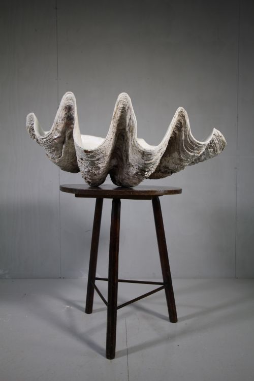 Massive Antique Clam Shell- Excellent Condition