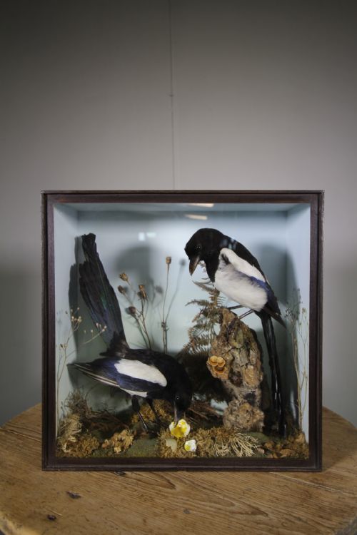 Edwardian Antique Taxidermy Cased Pair of Magpies