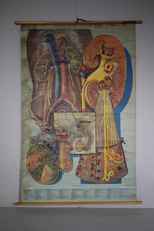 1940'S Large American Anatomy Chart