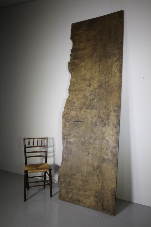 Monster Size Slab of English Antique Oak with Burrs