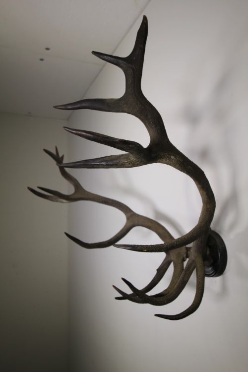 Monster Set of Decorative 19th Century Antique Deer Antlers