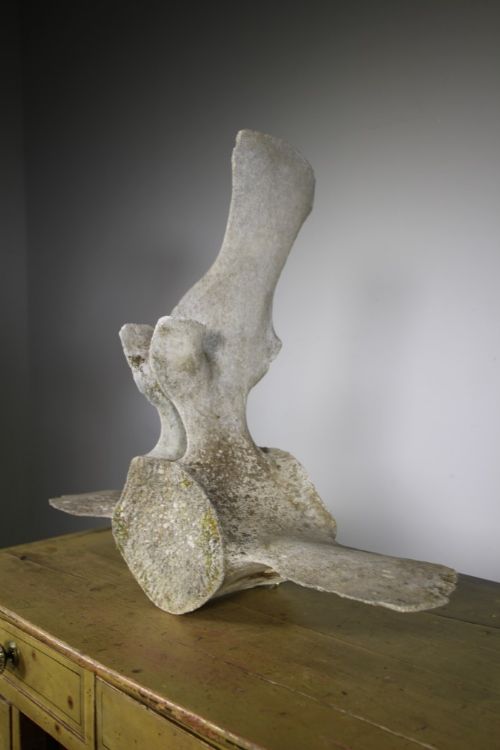 
Fabulous Large Antique Whale Bone Vertebrae