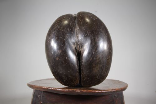 Original Large Wonderful Full Antique Coco De Mer