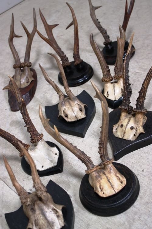 Collection of Antique Roe Deer Antlers.