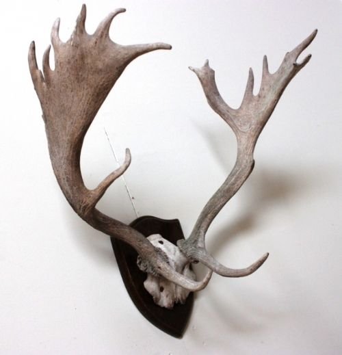 Victorian Antique Antlers on Shield Shaped Plaque