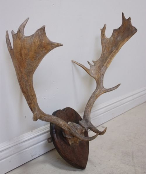 Set of Antique Late 19th Century Antlers