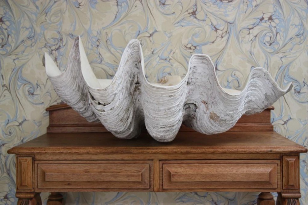 Massive Old Giant Clam Shell.