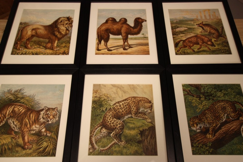 Set of Eight Antique Zoological Animal Prints.