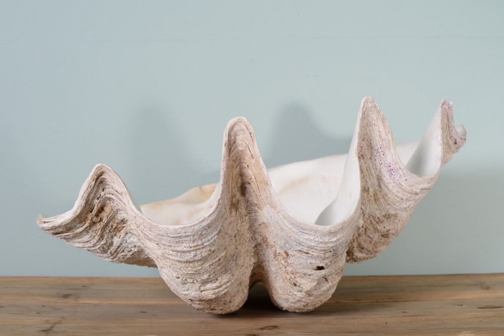 Fabulous Giant Antique Clam Shell.