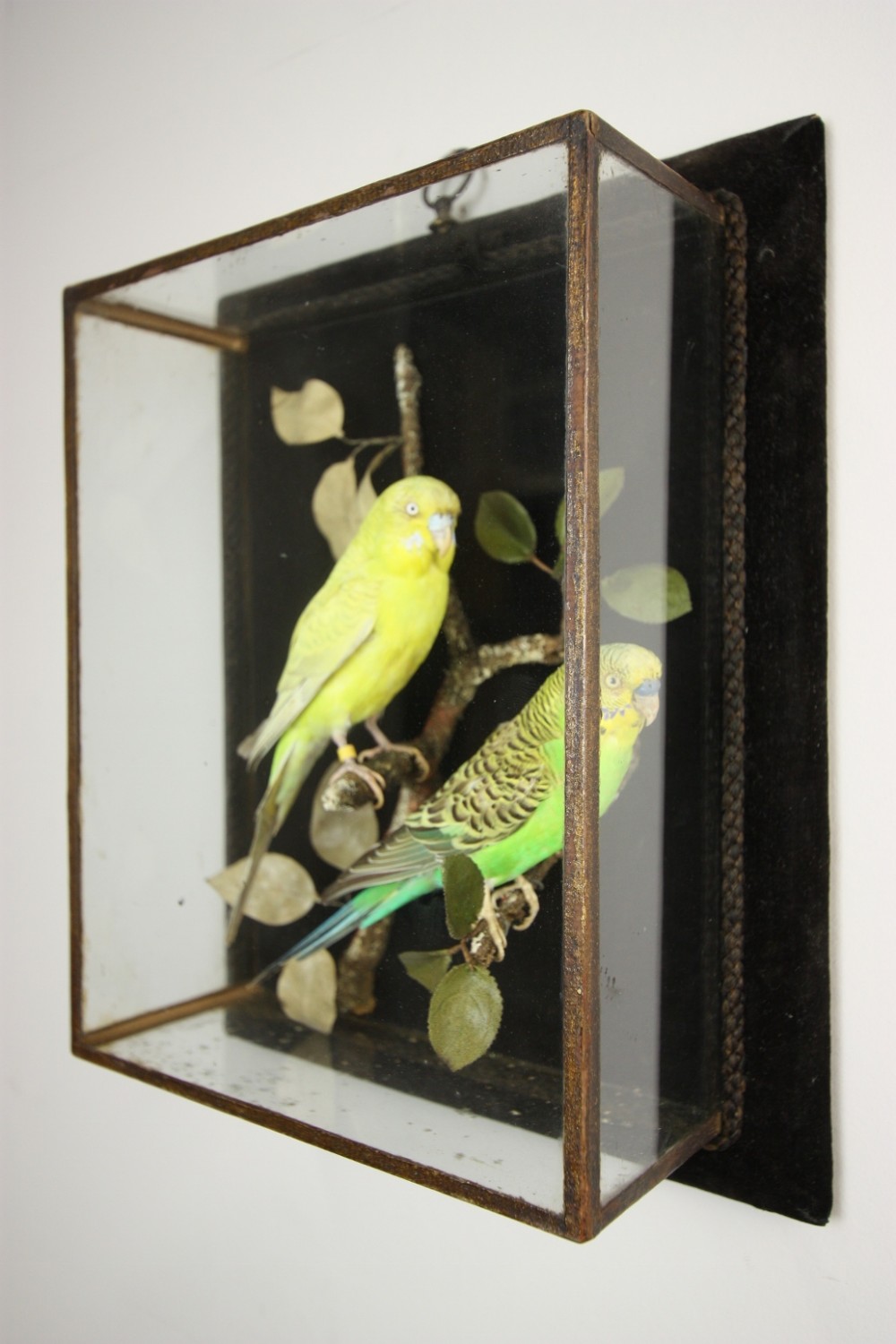 19th Century Antique Cased Pair of Budgerigar. 