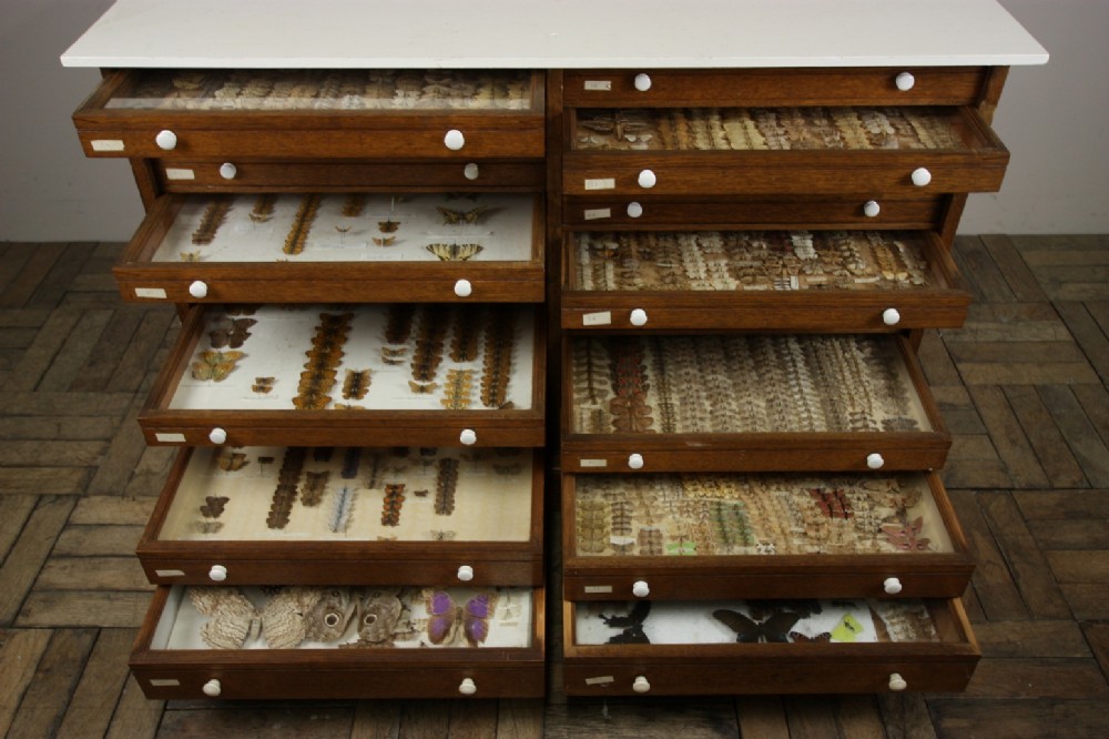 Amazing Collection of 19th Century Antique Butterflies.