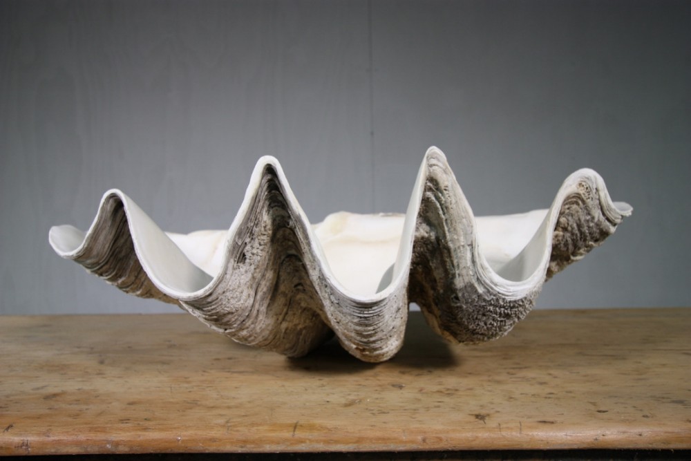 Fabulous Giant Antique Clam Shell.